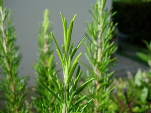 rosemary