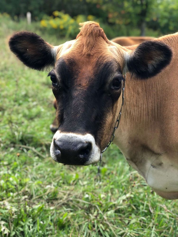 Brown cow in a field with yellow flowers in the back.