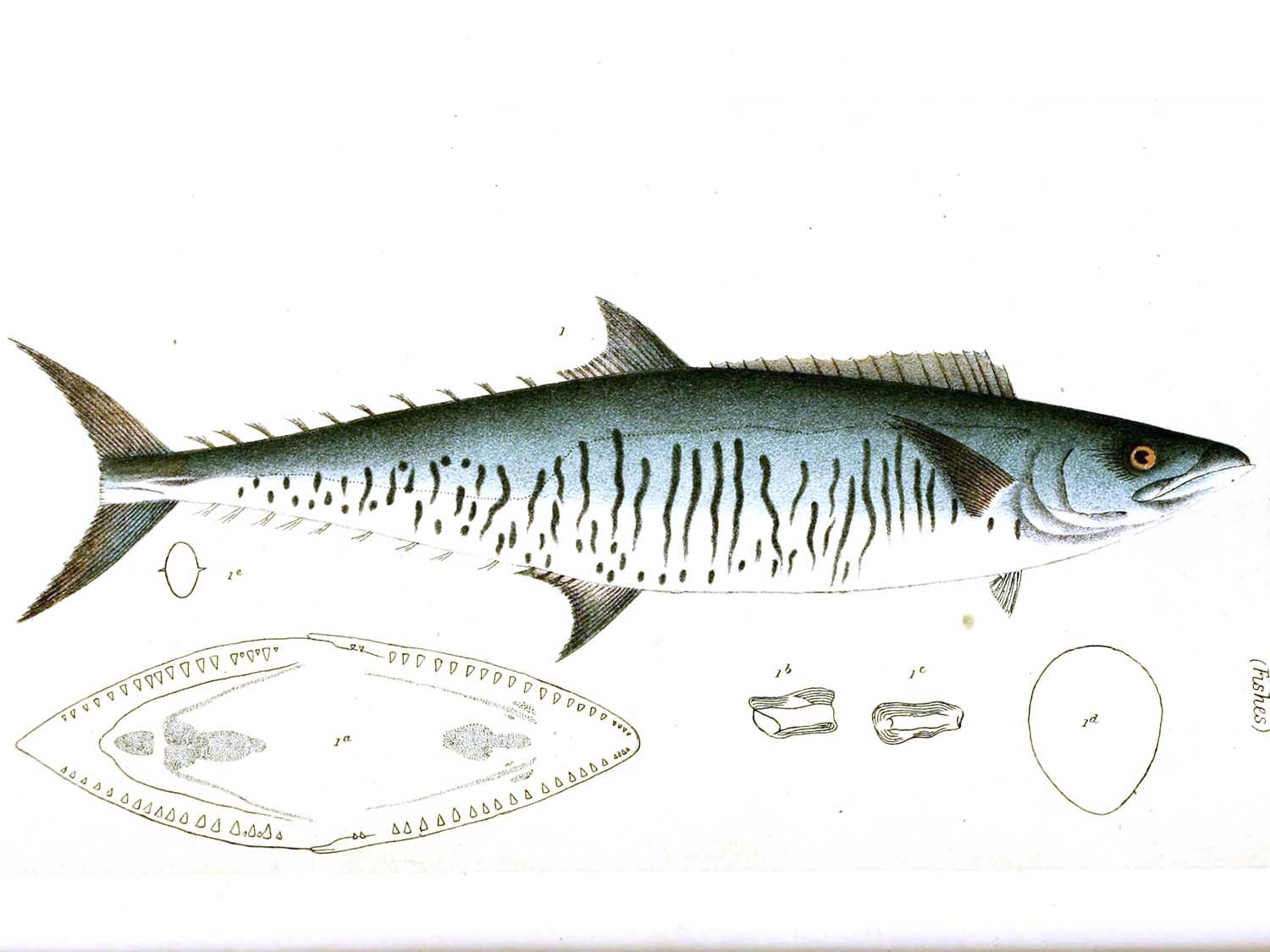 Illustration of a fish