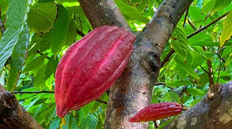 Cacao pods growing on trees in Kaua'i Hawaii.