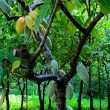 Vanilla Extract: Kaua’i Style | Food Channel
