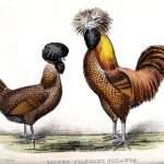 Illustration of two preening birds