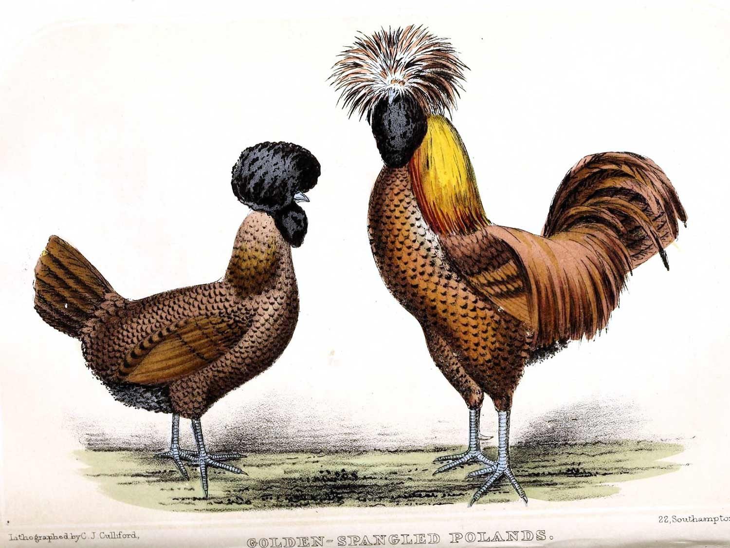 Illustration of two preening birds